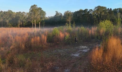 Photo #34 of Off of Durwood Evans Rd. , Beulaville, NC 174.7 acres