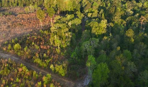 Photo #38 of Off of Durwood Evans Rd. , Beulaville, NC 174.7 acres