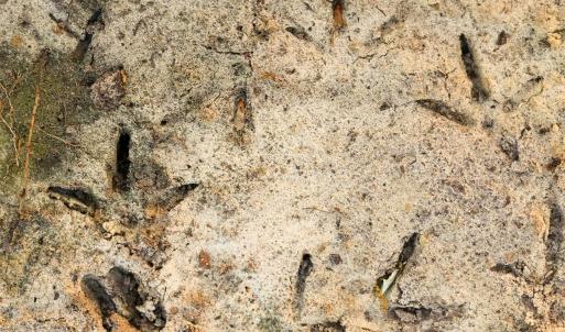 Photo #40 of Off of Durwood Evans Rd. , Beulaville, NC 174.7 acres