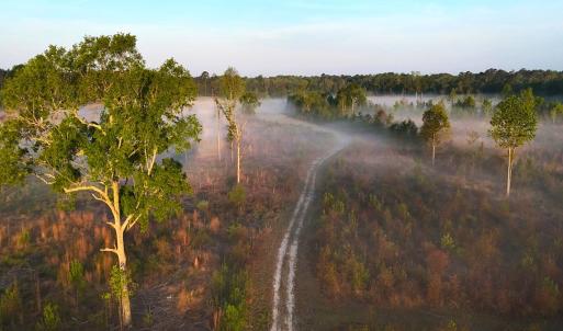 Photo #5 of Off of Durwood Evans Rd. , Beulaville, NC 174.7 acres