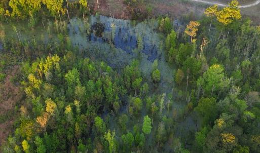 Photo #8 of Off of Durwood Evans Rd. , Beulaville, NC 174.7 acres