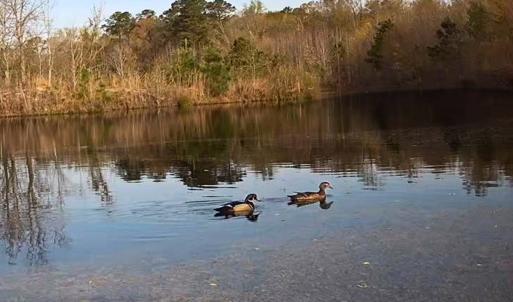 Photo #49 of Off of Durwood Evans Rd. , Beulaville, NC 174.7 acres