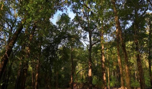 Photo #50 of Off of Durwood Evans Rd. , Beulaville, NC 174.7 acres