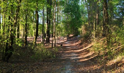 Photo #53 of Off of Durwood Evans Rd. , Beulaville, NC 174.7 acres