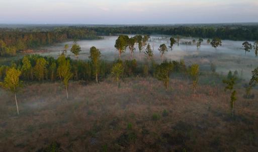 Photo #59 of Off of Durwood Evans Rd. , Beulaville, NC 174.7 acres