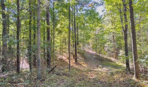 Photo #16 of Off of NC Hwy 731 E, Candor, NC 173.2 acres