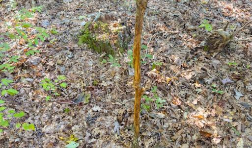 Photo #17 of Off of NC Hwy 731 E, Candor, NC 173.2 acres