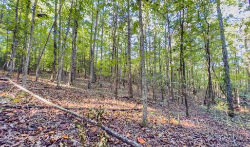 Photo #18 of Off of NC Hwy 731 E, Candor, NC 173.2 acres