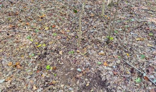 Photo #19 of Off of NC Hwy 731 E, Candor, NC 173.2 acres