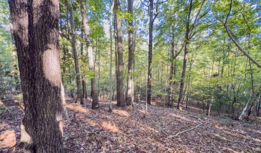 Photo #26 of Off of NC Hwy 731 E, Candor, NC 173.2 acres
