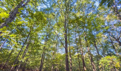 Photo #35 of Off of NC Hwy 731 E, Candor, NC 173.2 acres