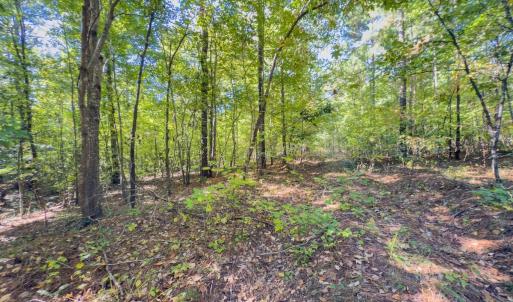 Photo #5 of Off of NC Hwy 731 E, Candor, NC 173.2 acres
