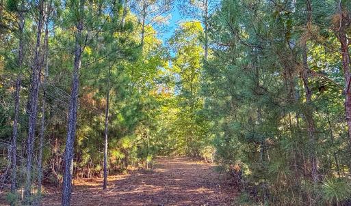 Photo #9 of Off of NC Hwy 731 E, Candor, NC 173.2 acres