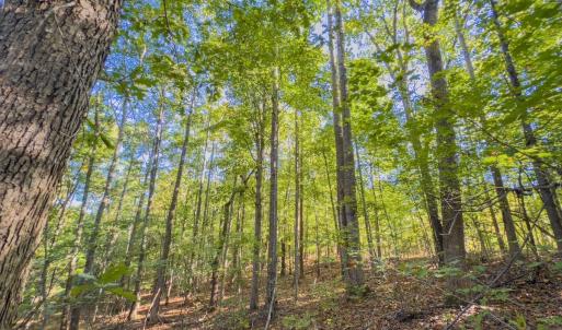 Photo #47 of Off of NC Hwy 731 E, Candor, NC 173.2 acres