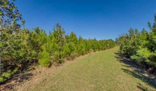 Photo #48 of Off of NC Hwy 731 E, Candor, NC 173.2 acres