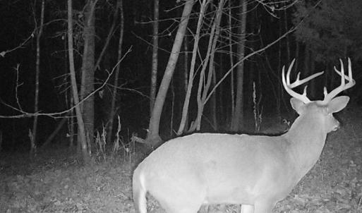 Photo #16 of Off of Wagon Trail Rd , Monroe, VA 9.2 acres
