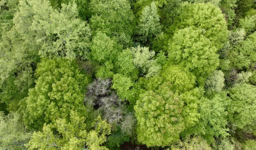 Photo #27 of Off of Wagon Trail Rd , Monroe, VA 9.2 acres