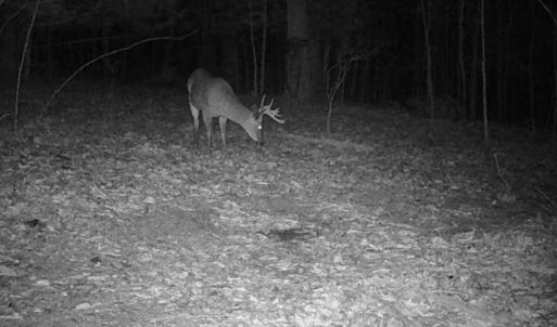 Photo #30 of Off of Wagon Trail Rd , Monroe, VA 9.2 acres