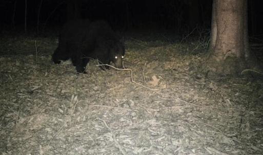 Photo #34 of Off of Wagon Trail Rd , Monroe, VA 9.2 acres