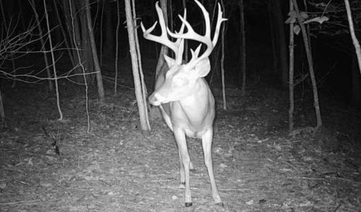 Photo #35 of Off of Wagon Trail Rd , Monroe, VA 9.2 acres