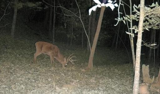 Photo #36 of Off of Wagon Trail Rd , Monroe, VA 9.2 acres