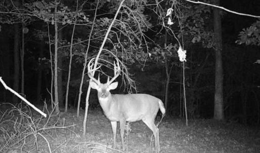 Photo #37 of Off of Wagon Trail Rd , Monroe, VA 9.2 acres
