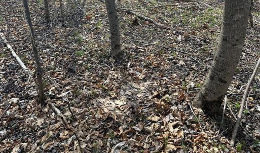 Photo #41 of Off of Wagon Trail Rd , Monroe, VA 9.2 acres