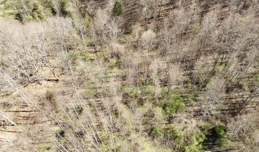 Photo #19 of 1297 Dry Creek Road, Blackwater, VA 50.5 acres
