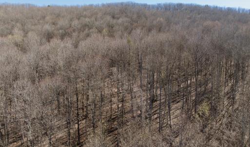 Photo #39 of 1297 Dry Creek Road, Blackwater, VA 50.5 acres