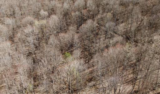 Photo #41 of 1297 Dry Creek Road, Blackwater, VA 50.5 acres