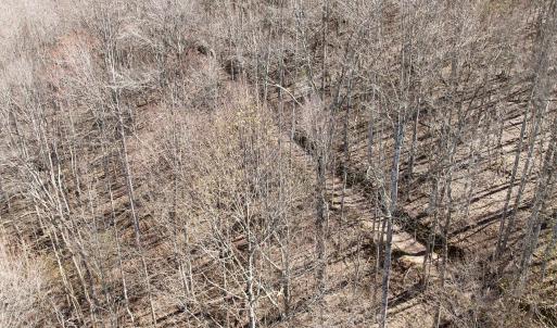 Photo #42 of 1297 Dry Creek Road, Blackwater, VA 50.5 acres