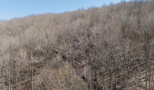 Photo #43 of 1297 Dry Creek Road, Blackwater, VA 50.5 acres