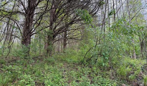 Photo #59 of 1297 Dry Creek Road, Blackwater, VA 50.5 acres