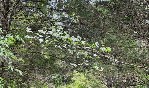 Photo #61 of 1297 Dry Creek Road, Blackwater, VA 50.5 acres