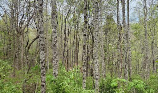 Photo #63 of 1297 Dry Creek Road, Blackwater, VA 50.5 acres