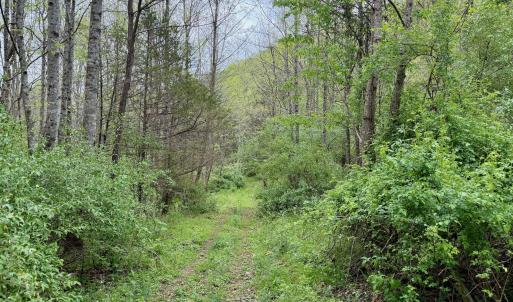Photo #72 of 1297 Dry Creek Road, Blackwater, VA 50.5 acres