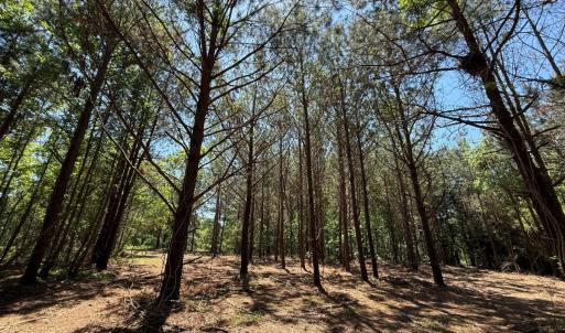 Photo #26 of Lots 6 & 7 Fox Run Drive, Pikeville, NC 2.0 acres