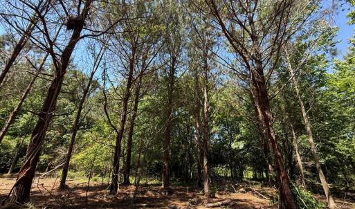 Photo #9 of Lots 6 & 7 Fox Run Drive, Pikeville, NC 2.0 acres