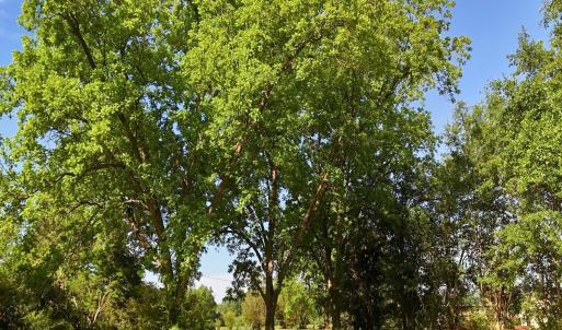 Photo #22 of Off of Old Chinquapin Rd., Beulaville, NC 1.0 acres
