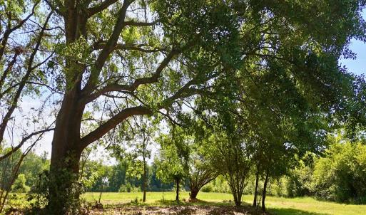 Photo #24 of Off of Old Chinquapin Rd., Beulaville, NC 1.0 acres