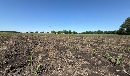 Photo #8 of Off of 1318, Mount Olive, NC 51.0 acres