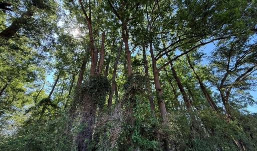 Photo #45 of Off of 1318, Mount Olive, NC 51.0 acres