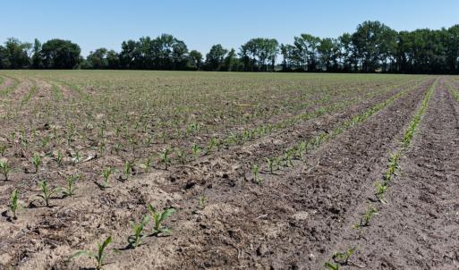 Photo #53 of Off of 1318, Mount Olive, NC 51.0 acres