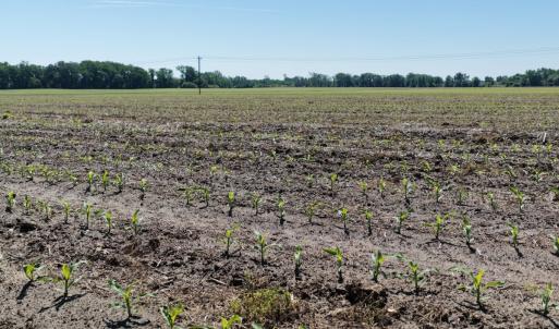 Photo #54 of Off of 1318, Mount Olive, NC 51.0 acres