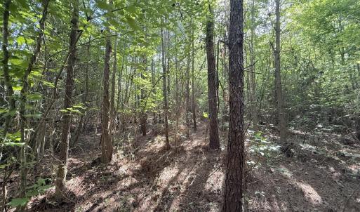 Photo #11 of Off T Tarpey Ln, Sanford, NC 12.6 acres