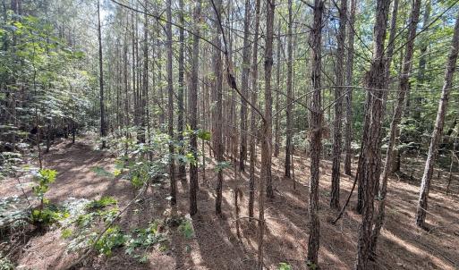 Photo #15 of Off T Tarpey Ln, Sanford, NC 12.6 acres