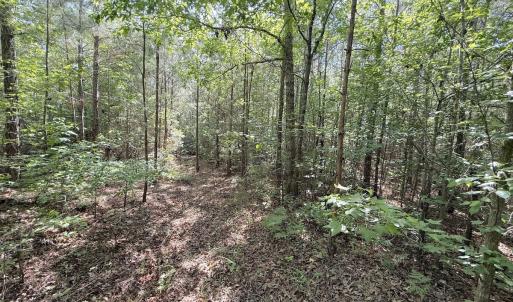 Photo #17 of Off T Tarpey Ln, Sanford, NC 12.6 acres