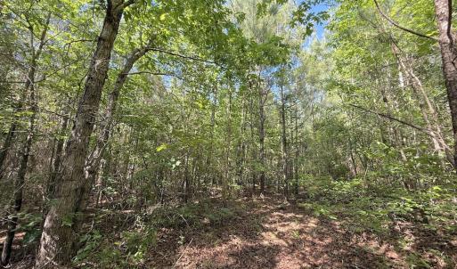 Photo #18 of Off T Tarpey Ln, Sanford, NC 12.6 acres