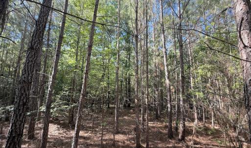 Photo #20 of Off T Tarpey Ln, Sanford, NC 12.6 acres
