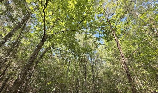 Photo #6 of Off T Tarpey Ln, Sanford, NC 12.6 acres